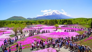 富士芝桜まつり アイキャッチ画像