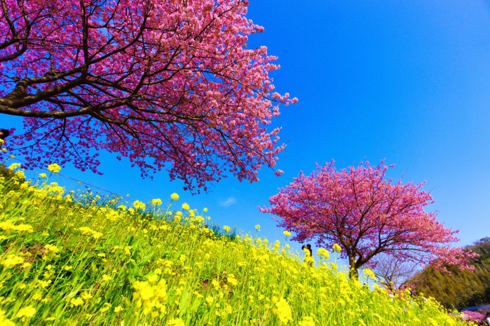 一足早い桜を求めて伊豆へ：みなみの桜と菜の花まつり編 KOSUBLOG