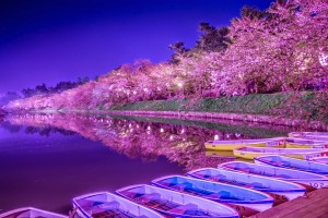 Hirosaki Park cherry blossoms illumination featured image
