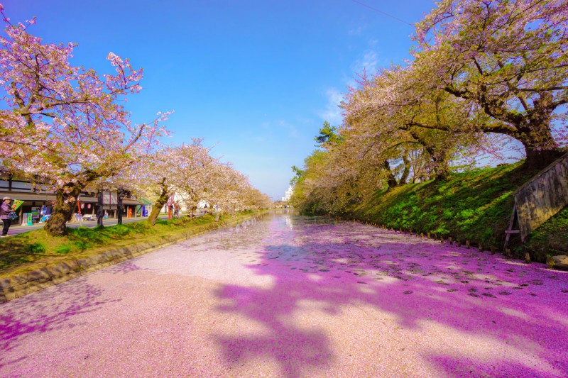 Hirosaki Park cherry blossoms featured image