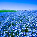 Hitachi Seaside Park Nemophila (baby blue eyes flowers) featured image