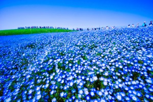 Hitachi Seaside Park Nemophila (baby blue eyes flowers) featured image