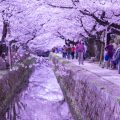 京都 桜 哲学の道 アイキャッチ画像