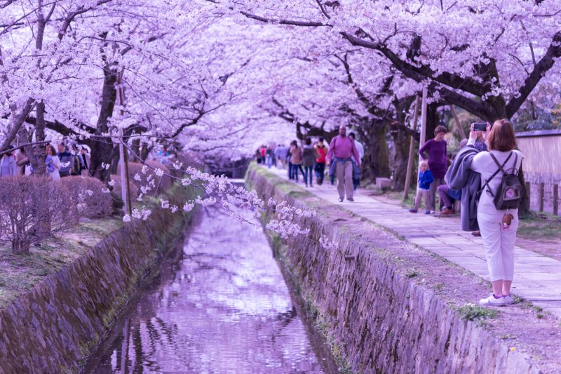 京都 桜 哲学の道 アイキャッチ画像