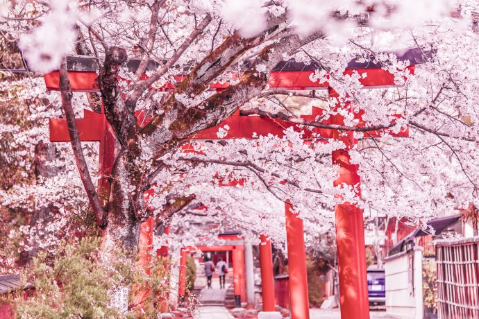 Travel Note of Kyoto for Cherry Blossoms Part 4: Takenaka Inari Shrine ...