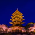 京都 東寺 桜 ライトアップ アイキャッチ画像