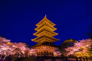 京都 東寺 桜 ライトアップ アイキャッチ画像