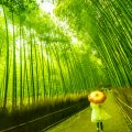 嵐山 竹林の道 アイキャッチ画像