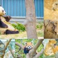 神戸市立王子動物園 アイキャッチ画像