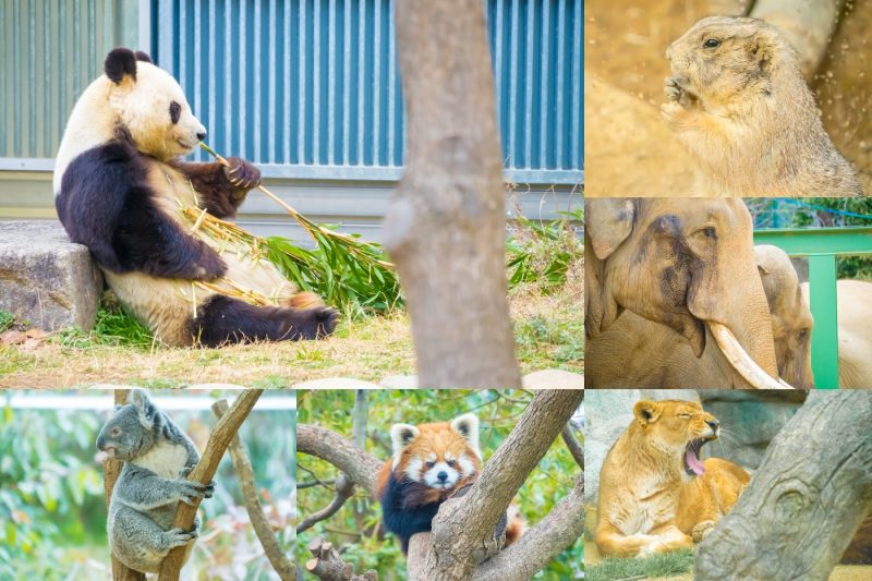 神戸市立王子動物園 アイキャッチ画像