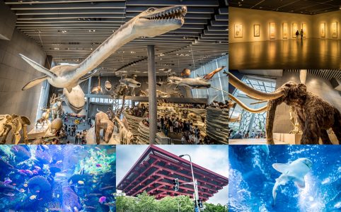 上海自然博物館・上海海洋水族館・中華芸術宮 アイキャッチ画像